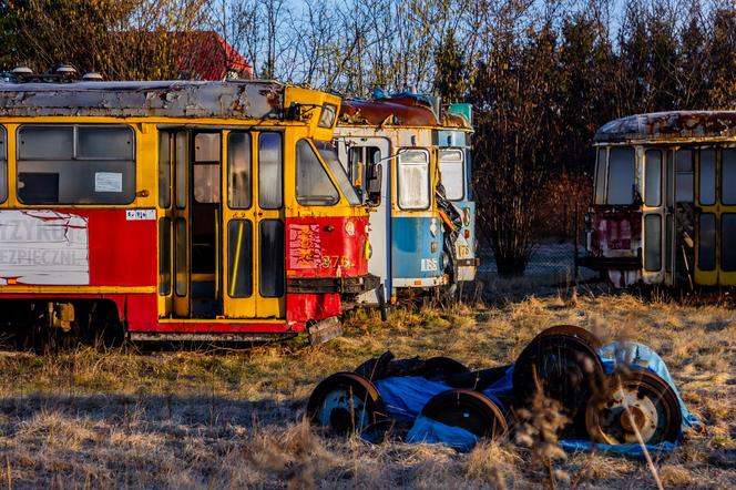 Zobacz kolekcję starych tramwajów w prywatnym ogrodzie - zdjęcia. Wagony stoją na działce w Warszawie