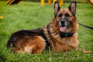 Te psiaki z wrocławskiego schroniska oraz Ekostraży szukają domów. Zwierzę to nie zabawka 