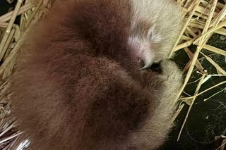 Wielka radość z pandy małej. W Orientarium Zoo Łódź na świat przyszedł trzeci potomek Ofelii i Otella