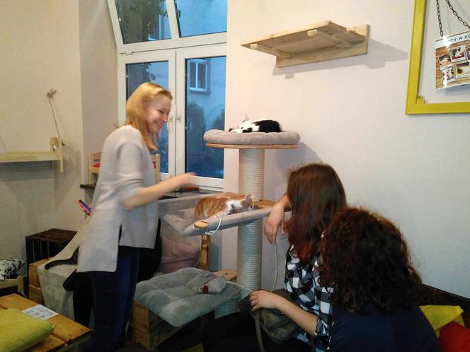 Katowice: Pierwsza na Śląsku Kocia Kawiarnia działa już trzy tygodnie! [ZDJĘCIA]