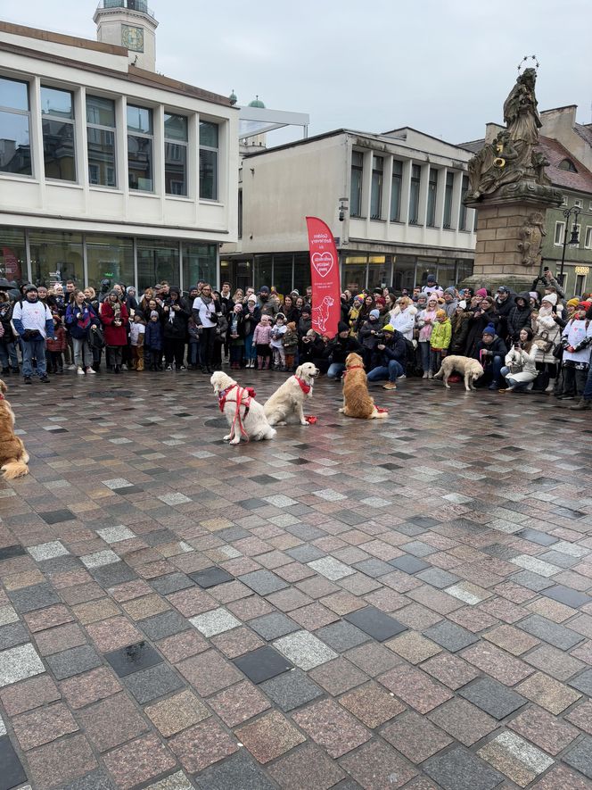 Golden Retriever WOŚP w Poznaniu