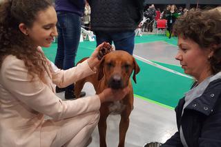 Międzynarodowa Wystawa Psów Rasowych w Bydgoszczy