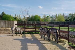 Wiosenny spacer w zamojskim zoo