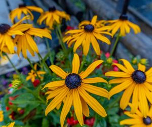 Rudbekia błyskotliwa