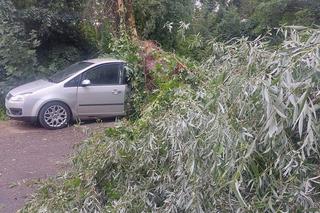 Drzewo runęło na samochód. Przerażający wypadek w Toruniu