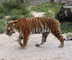 Trwa baby boom w krakowskim Zoo!