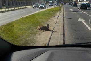 Sarna wbiegła na czteropasmówkę. Musiała trafić do ośrodka rehabilitacji