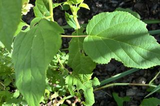 Rośliny, które lubią ślimaki: hortensja drzewiasta Annabelle