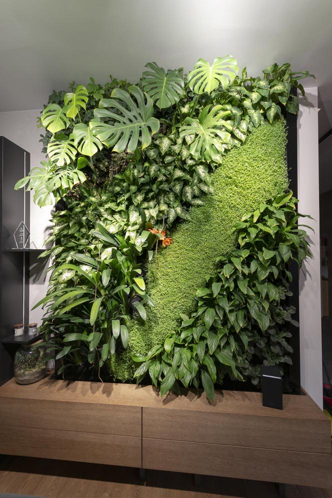 Zielona ściana z żywych roślin 