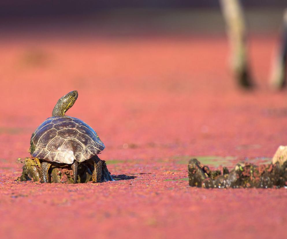 Młode żółwie błotne opuszczają gniazda! Na co uważać? Czy można im pomagać? [WIDEO]