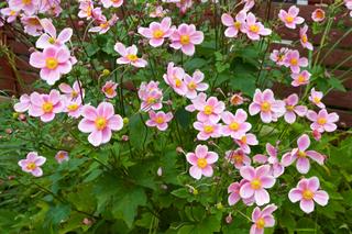 Zawilec japoński - kiedy kwitnie, jak i gdzie sadzić i jak pielęgnować? Uprawa zawilca japońskiego w ogrodzie
