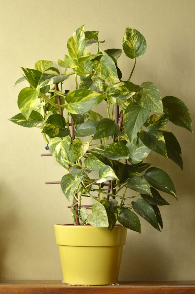 Rośliny doniczkowe na podporach