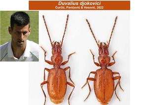 Ten chrząszcz nazywa się Djoković! To na cześć Novaka