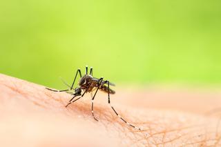 Myślisz, że komary przenoszą tylko choroby? Jest coś jeszcze...