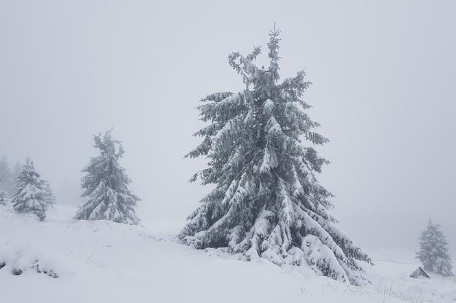 Na Dolnym Śląsku spadł pierwszy śnieg! Zobacz zdjęcia [GALERIA]