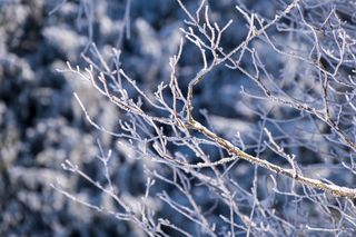 Późną jesienią i zimą Ogród Botaniczny UZ czynny krócej