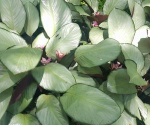 Calathea “Silver Plate” 