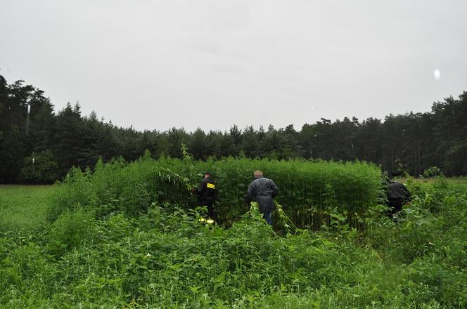 Wielka plantacja koło Gniezna! Nikt nie zauważył ponad 2-metrowych krzaków?!