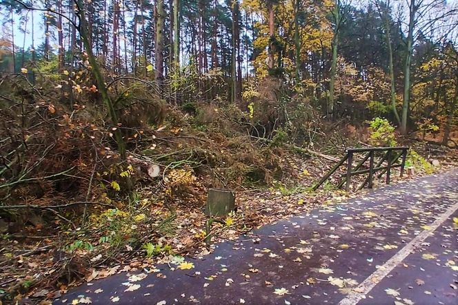 Wielka wycinka w Lesie Arkońskim