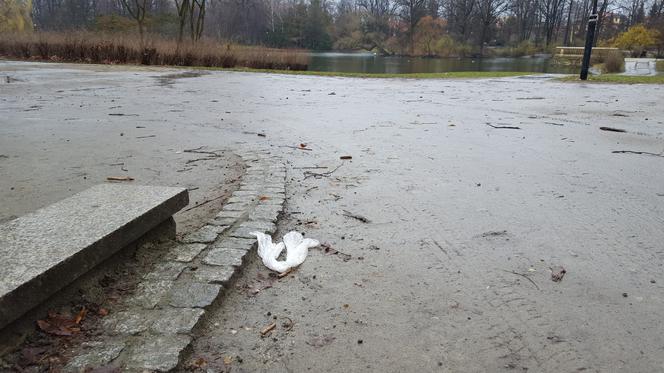 Stawy we wrocławskich parkach pełne śmieci. Ktoś je posprząta? [GALERIA, WIDEO, AUDIO]