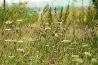 Warszawa w kwiatach - nagroda bioróżnorodności