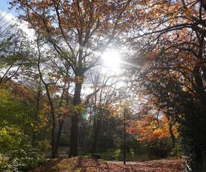 Park Wilsona jesienią