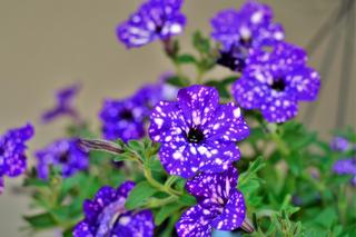 Surfinie na balkonie