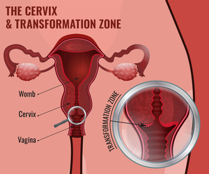 Szyjka macicy: budowa, funkcje, choroby