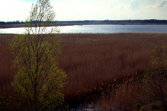 Rezerwat nad jeziorem Świdwie