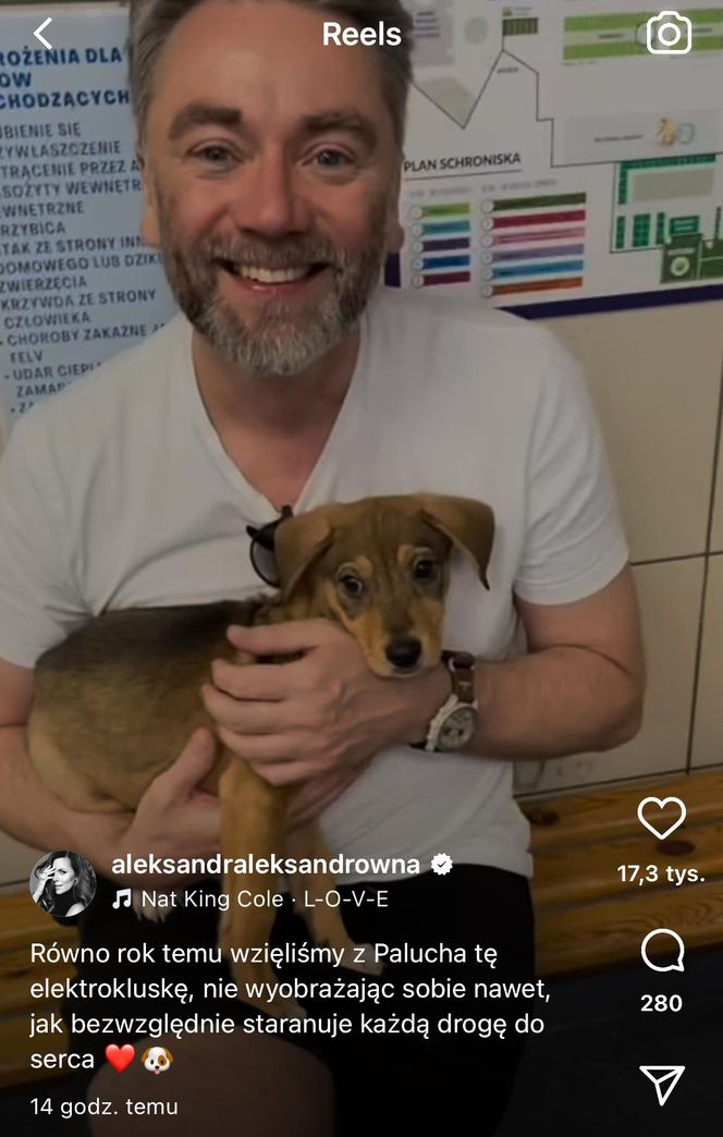 Te psy skradły serca gwiazd! Niektóre wyglądają jak z bajk