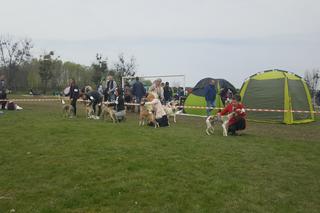 39 Krajowa Wystawa Psów Rasowych Gliwice 2017