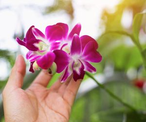 Storczyki najpiekniejszymi kwiatami doniczkowymi