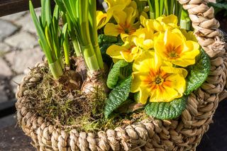 Kompozycje kwiatowe na wiosnę