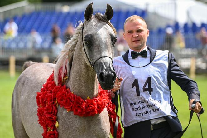 Prawie 640 tys. euro za konie na aukcji Pride of Poland