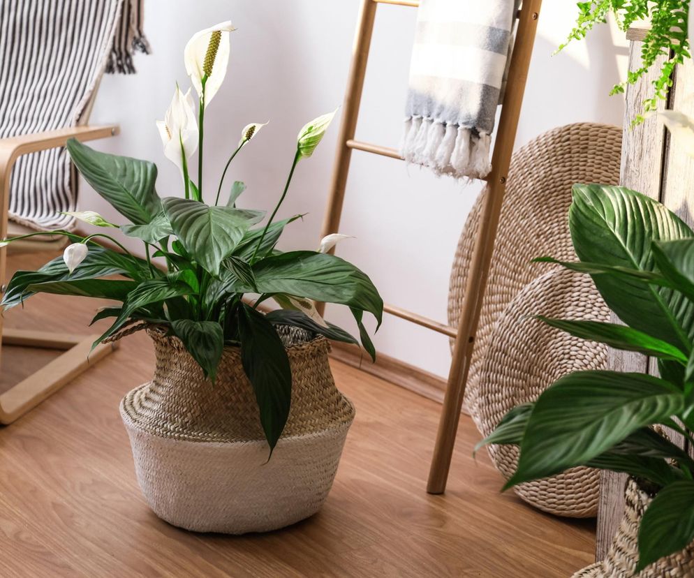 Odżywka do skrzydłokwiatu