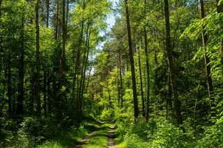 Góry Łosiowe to widowiskowe wzniesienia w Kujawsko-Pomorskiem. Leżą na najlepiej zachowanym w Polsce polu wydmowym