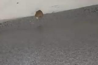 Mysz na komisariacie