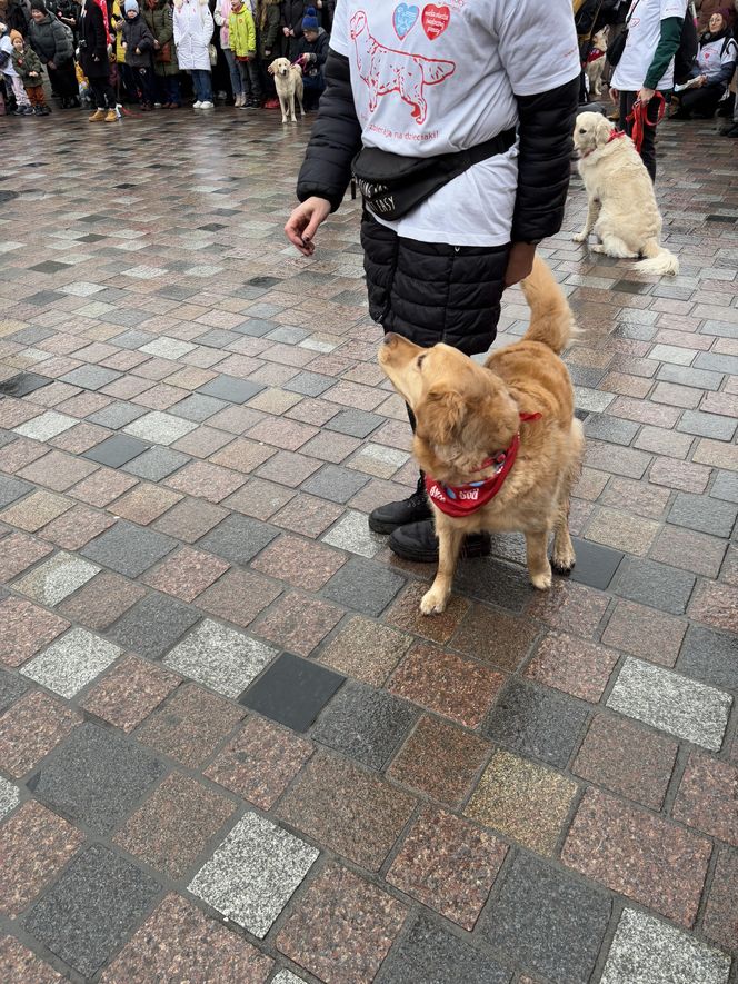 Golden Retriever WOŚP w Poznaniu