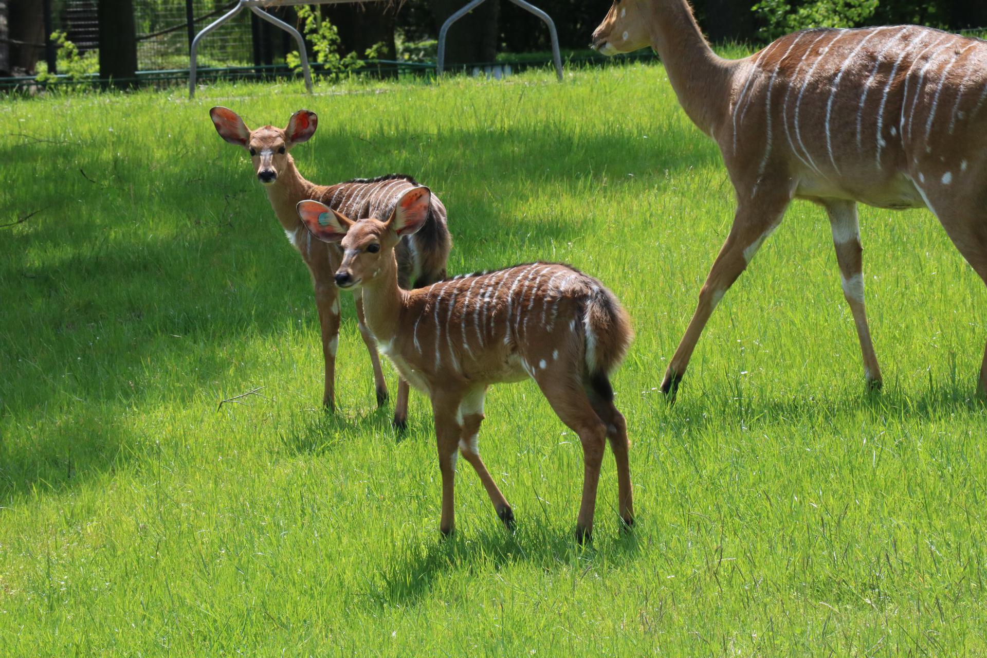 Kiedy Zostanie Otwarte Zoo W Chorzowie Trwaja Konsultacje Z Sanepidem Decyzja Jeszcze W Tym Tygodniu Slaskie Eska Pl