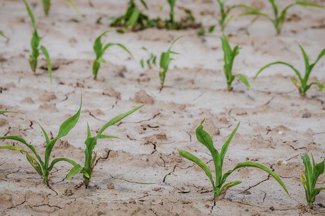 Rolnicy z całego regionu walczą z suszą. Plony w tym roku mogą być dużo słabsze