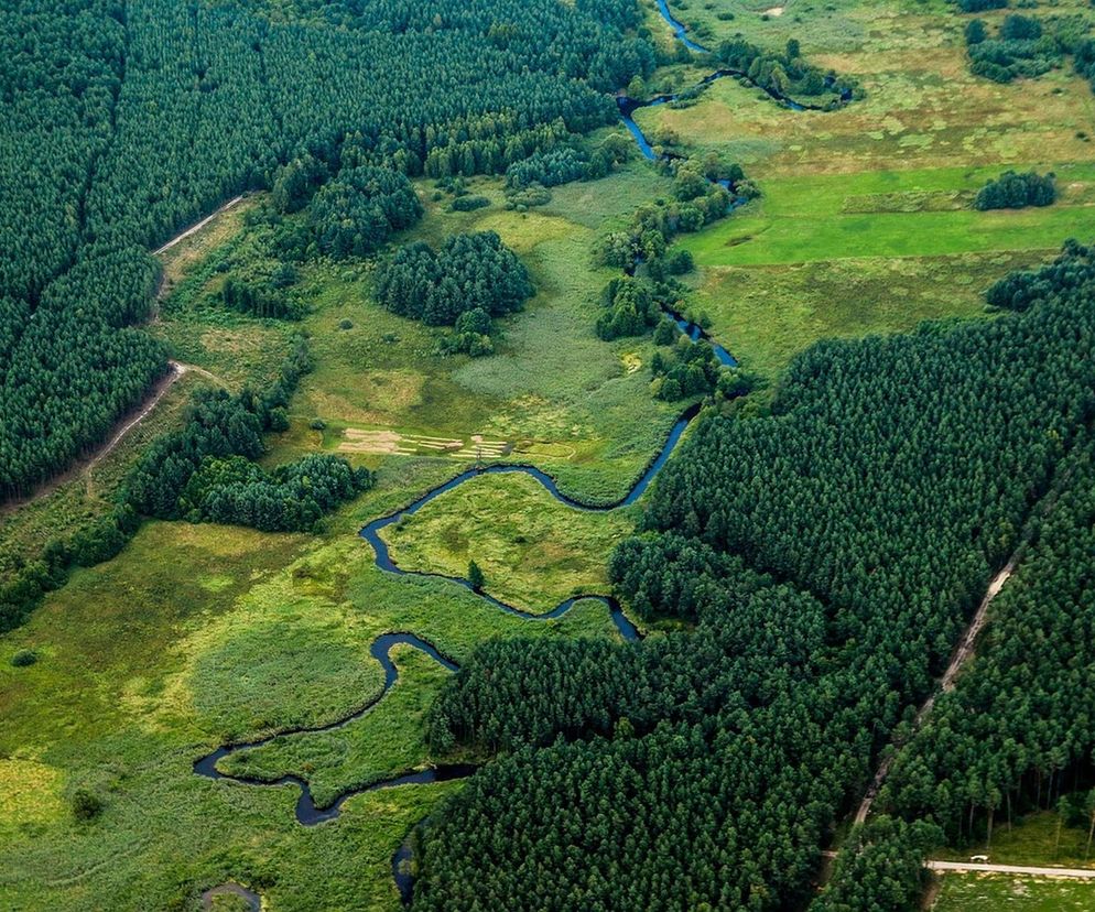 Wiosenna akcja szczepienia lisów. Ostrzeżenie dla mieszkańców woj. podlaskiego