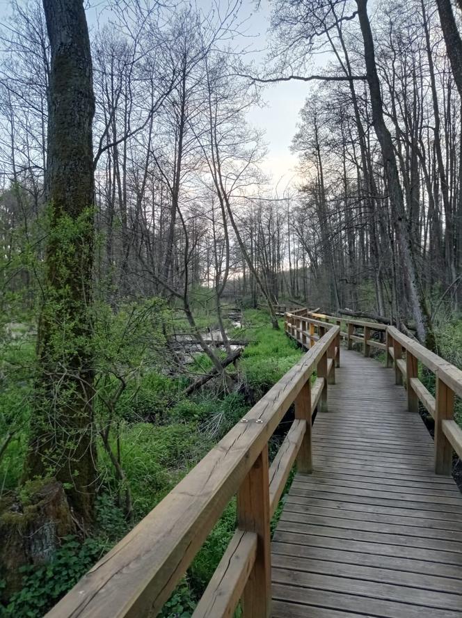 Niepełnosprawni dojadą do Królewskich Źródeł – leśnicy wyznaczyli trasę 