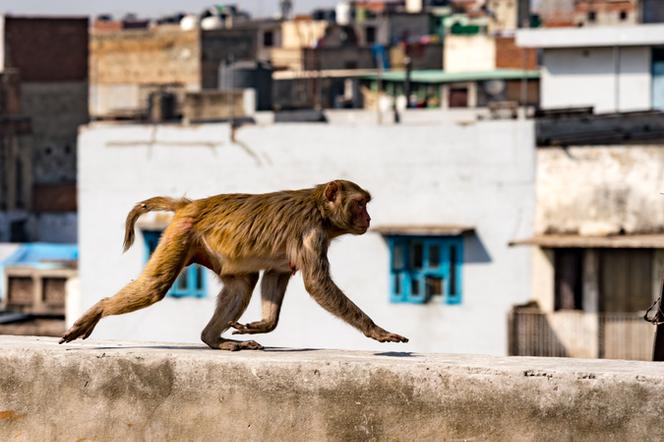 Małpa w Indiach