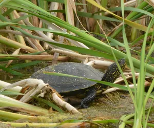 Nowy rezerwat przyrody chroniący żółwie błotne powstał w Wielkopolsce