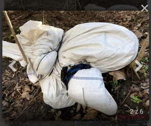 Za zabicie psa idzie za kratki