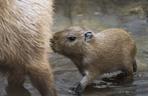 Kapibara z wrocławskiego zoo