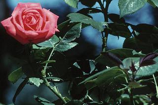 Ogród w barwach róż