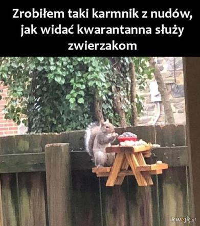 Memy o kwarantannie