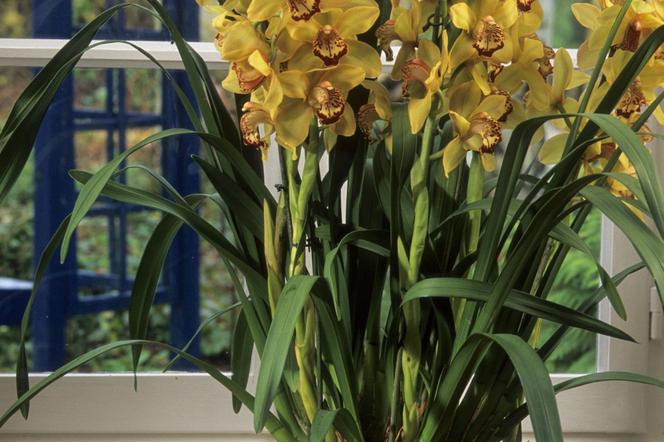 Storczyk Cymbidium