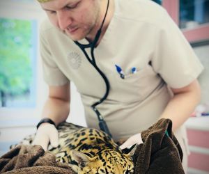 Dziki kot u weterynarza.
